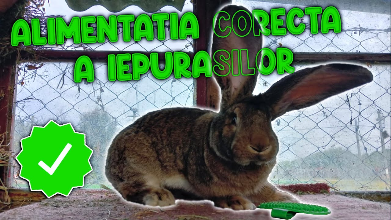 🐇Care este alimentatia corecta a iepurilor🐇❗ Alimente care dauneaza in alimentatia iepurilor❓❗