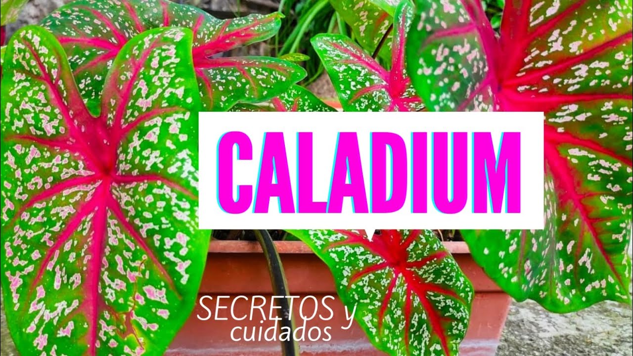 COMO CUIDAR CALADIUM  2021/ CALADIO PALETA DE PINTOR /CUIDADOS PLANTA CORAZON DE JESUS
