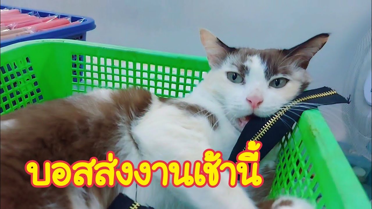 แมวน่ารัก / งานเส็จแล้วเล่นได้😄 @บอสฟูฟู่ 