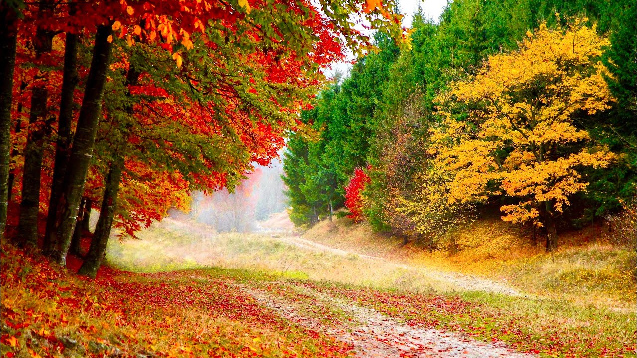 Hamburg, Germany 🇩🇪 in Fall 🍁 🇩🇪, Early Morning Relaxing Walk #germany #subscribe 👍 
