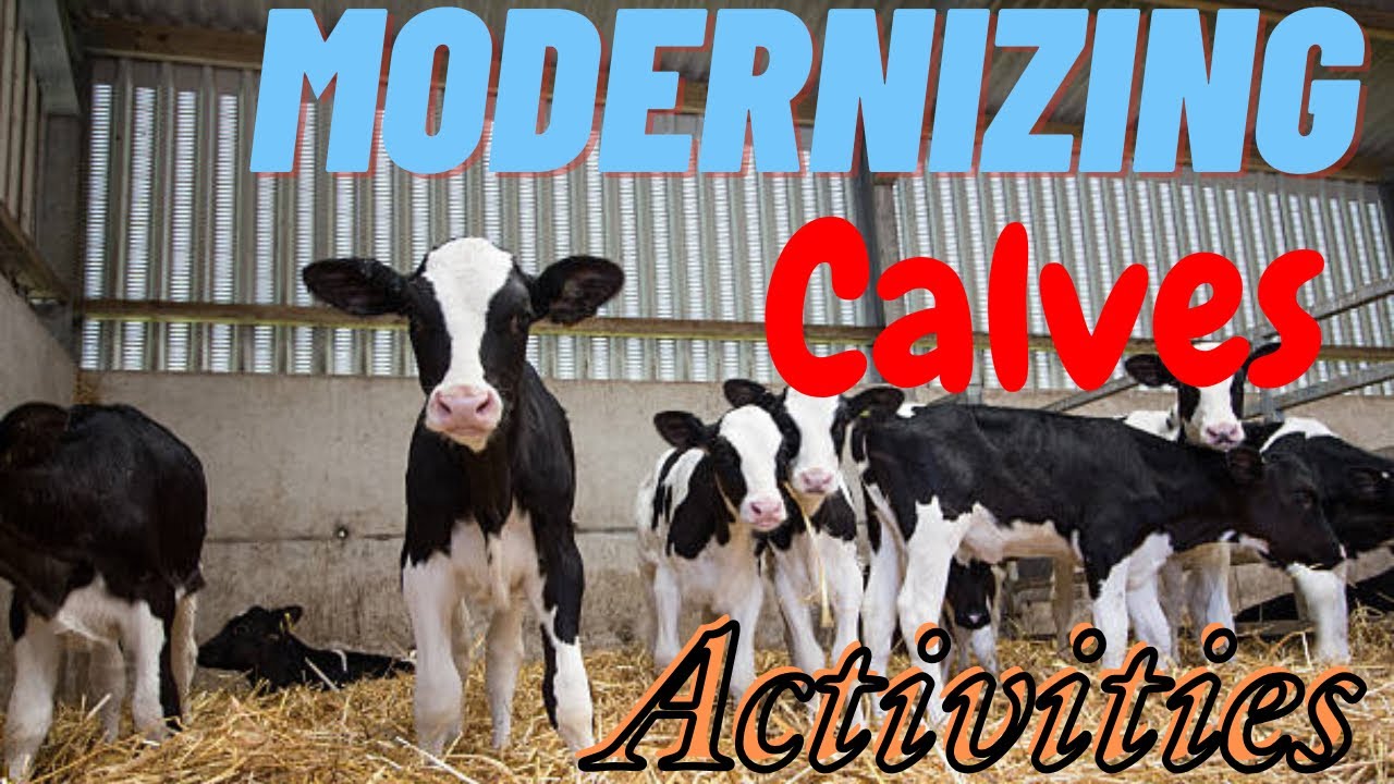Cow Ke Bachon Ka Ajeeb Rawaiya | Calves Strange Behavior | Modern Calves Activity #pets #petlover 