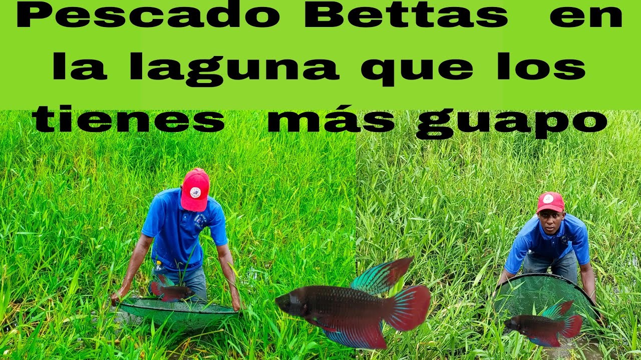 Pescado Bettas laguneros con la laguna inundada y pescamos hasta los pequeños @EnrriqueBettastv