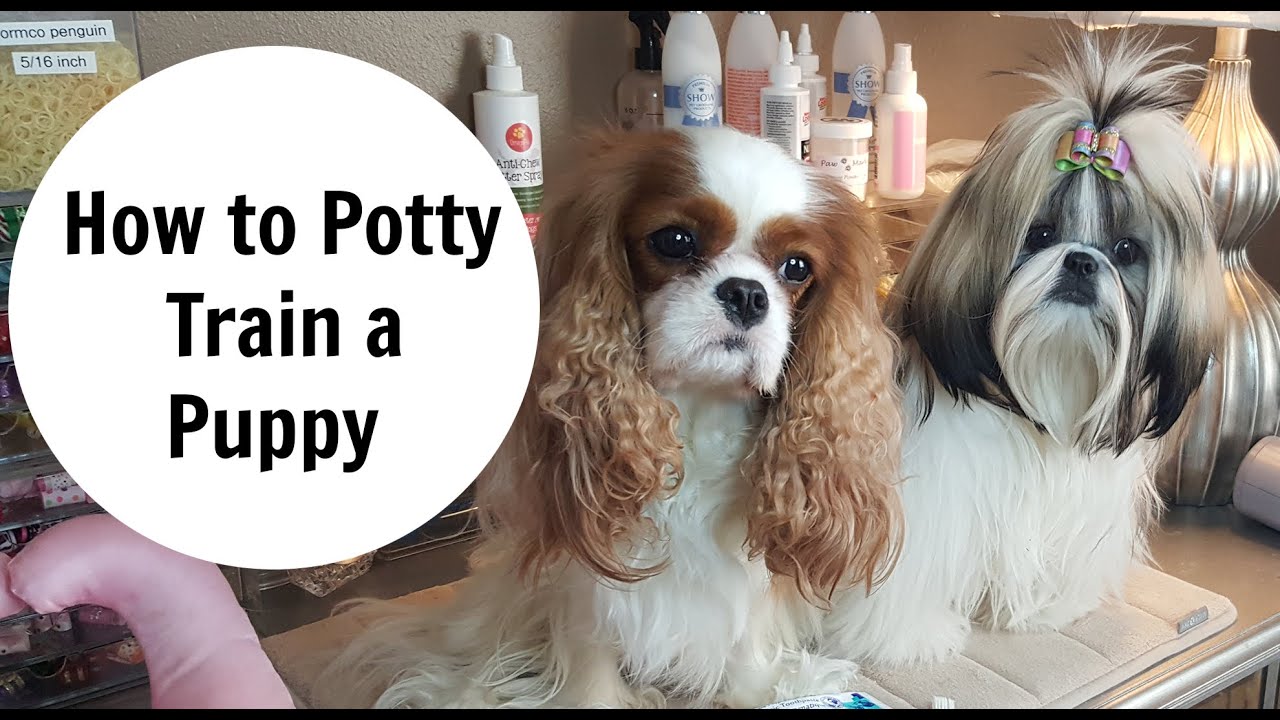 How to Potty Train a Puppy