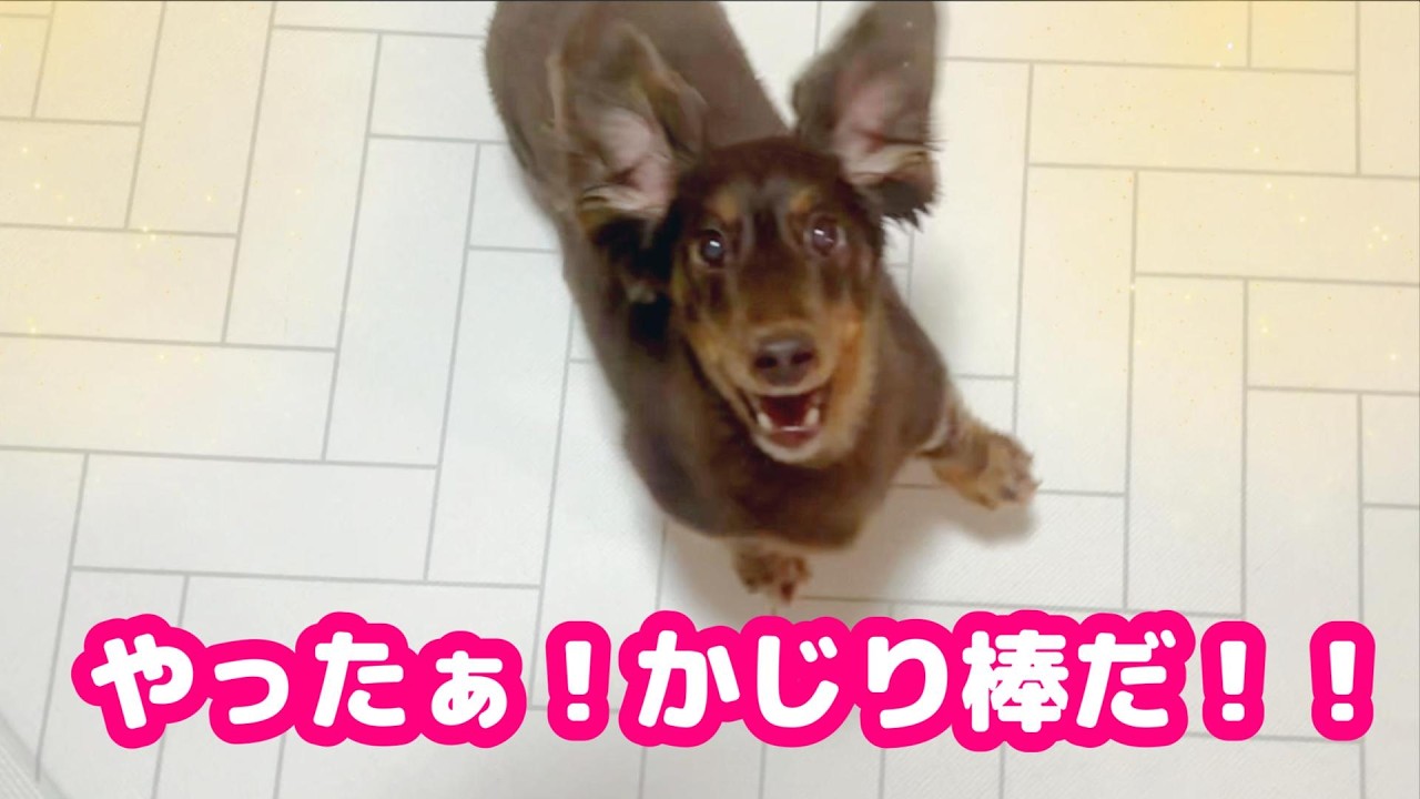 ばぁばからお小遣いを貰って、大好きなかじり棒に大喜びする愛犬がかわいすぎる！