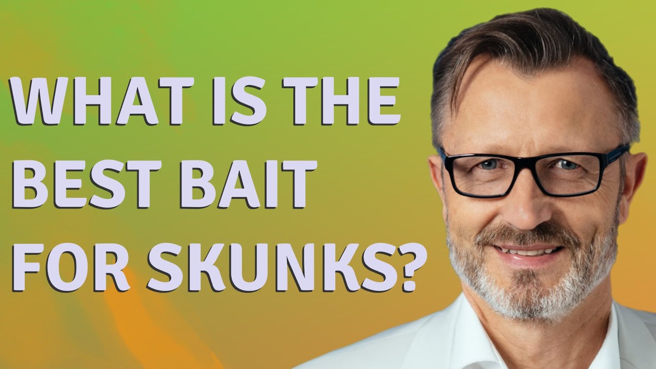 What is the best bait for skunks?