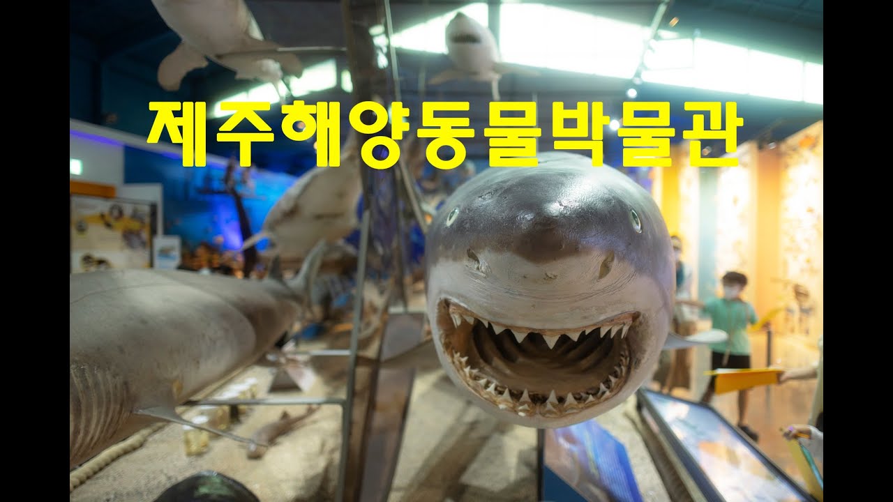 제주해양동물박물관 탐방기