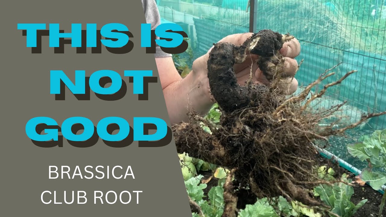 Brassica Clubroot forces a change of plan.