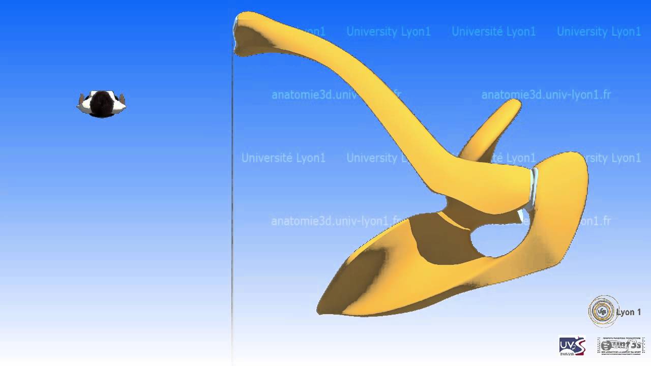 Artrologia da articulação acromioclavicular