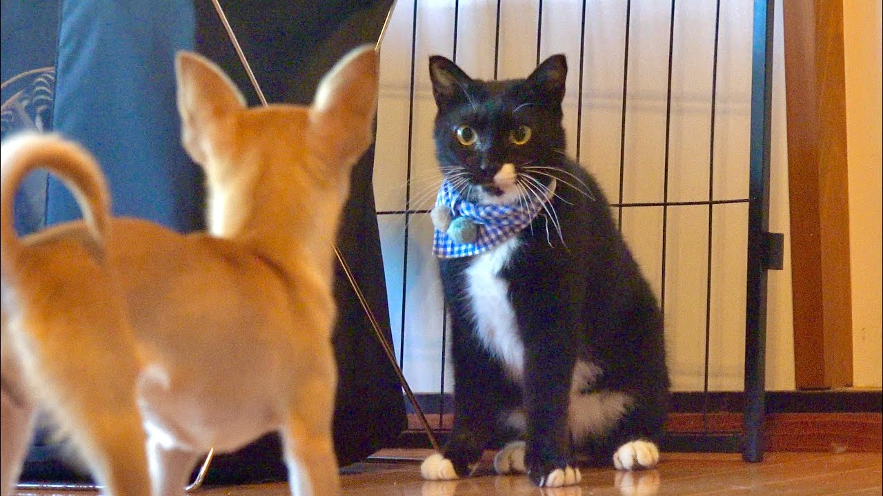自分より小さな生命体を見た時の猫ソランの反応がすごい事に。。