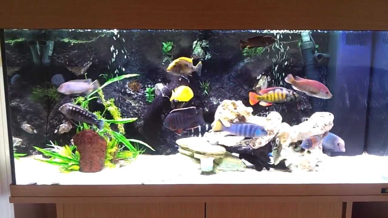 Juwel rio 180 african malawi cichlid Fish tank Aquairum setup update