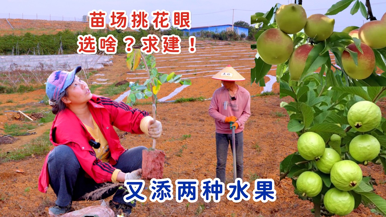 好多奇异果树，阿忠阿娇挑花眼，选哪种？又拿两种热带水果种下