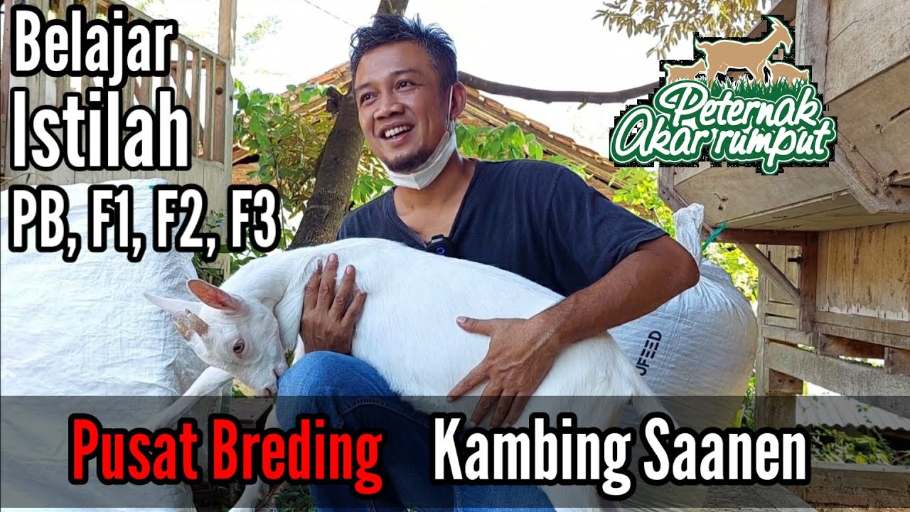 Pusat Breding Kambing Saanen | Mengenal Istilah PB, F1, F2, F3