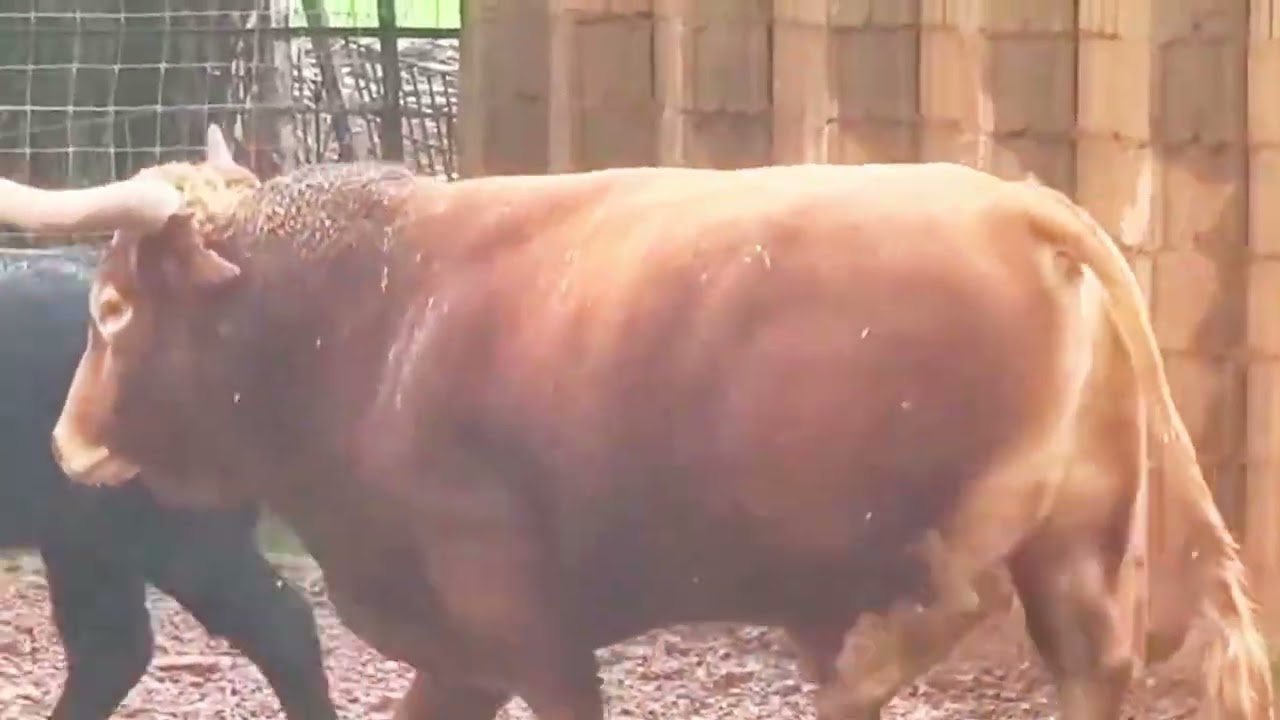 ESTE TORO IMPRESIONANTE TOMATITO LUCE CON BRILLO Y NIEVE💯✨❄️🐂LA QUE VA A LIAR😱 #youtubevideo #viral 