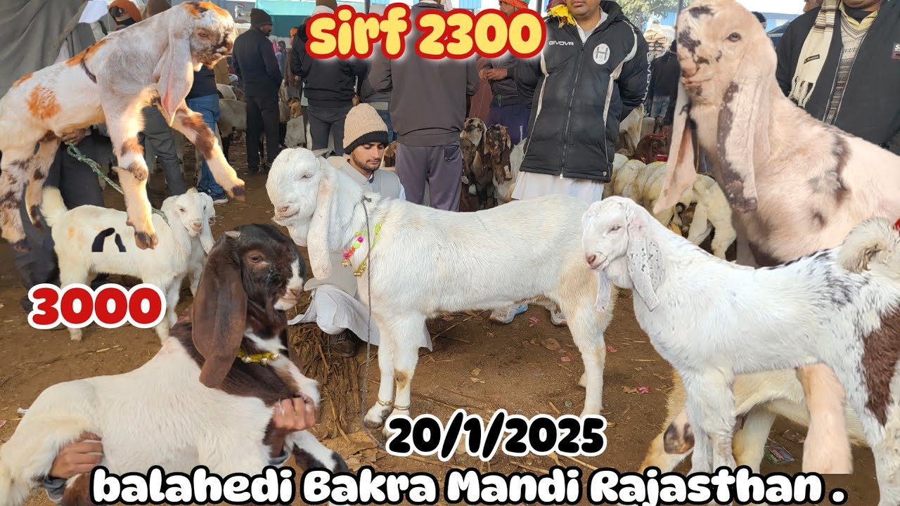 balahedi Bakra Mandi Rajasthan live update 20/1/2025 Sabse Badi Bakra Mandi Rajasthan