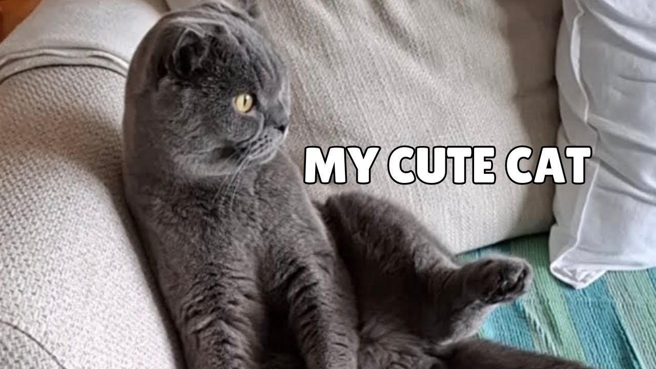 Cute Cat  for WH