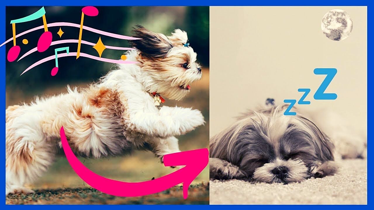 Música para Acalmar Cachorro Shih Tzu | Música para Acalmar Pets. 2023