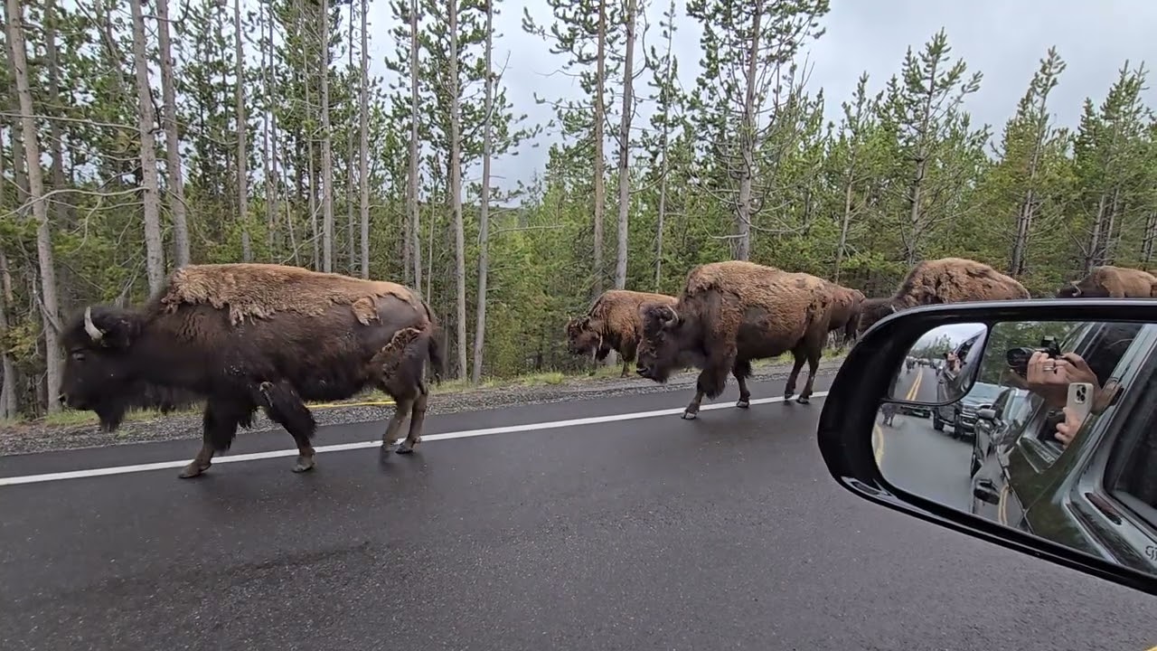 Yellowstone Bison  🦬