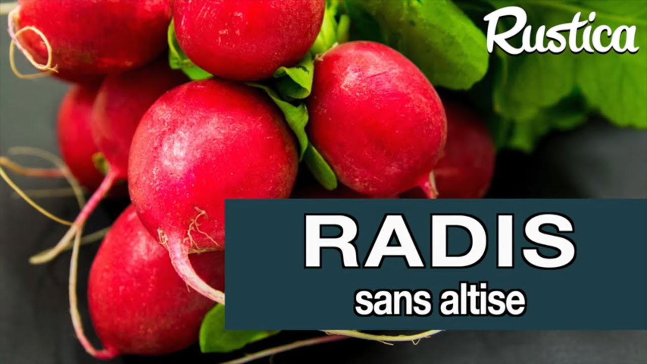 Des radis sans altise