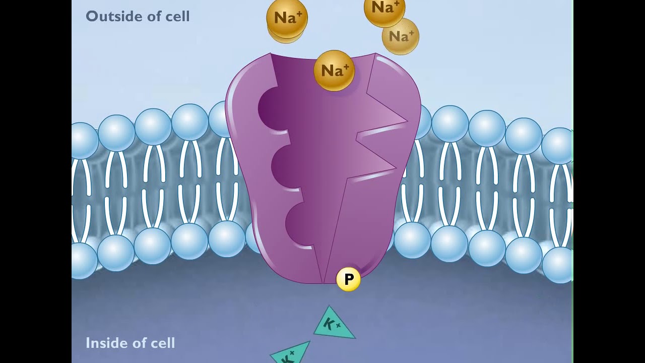 How the Sodium Potassium Pump Works HD Animation