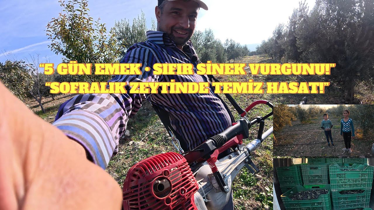 “5 GÜNLÜK ZORLU HASAT | 10 KASIM’DA SOFRALIK ZEYTİN TOPLADIK! SIFIR SİNEK VURGUNU TUZAK BAŞARISI”