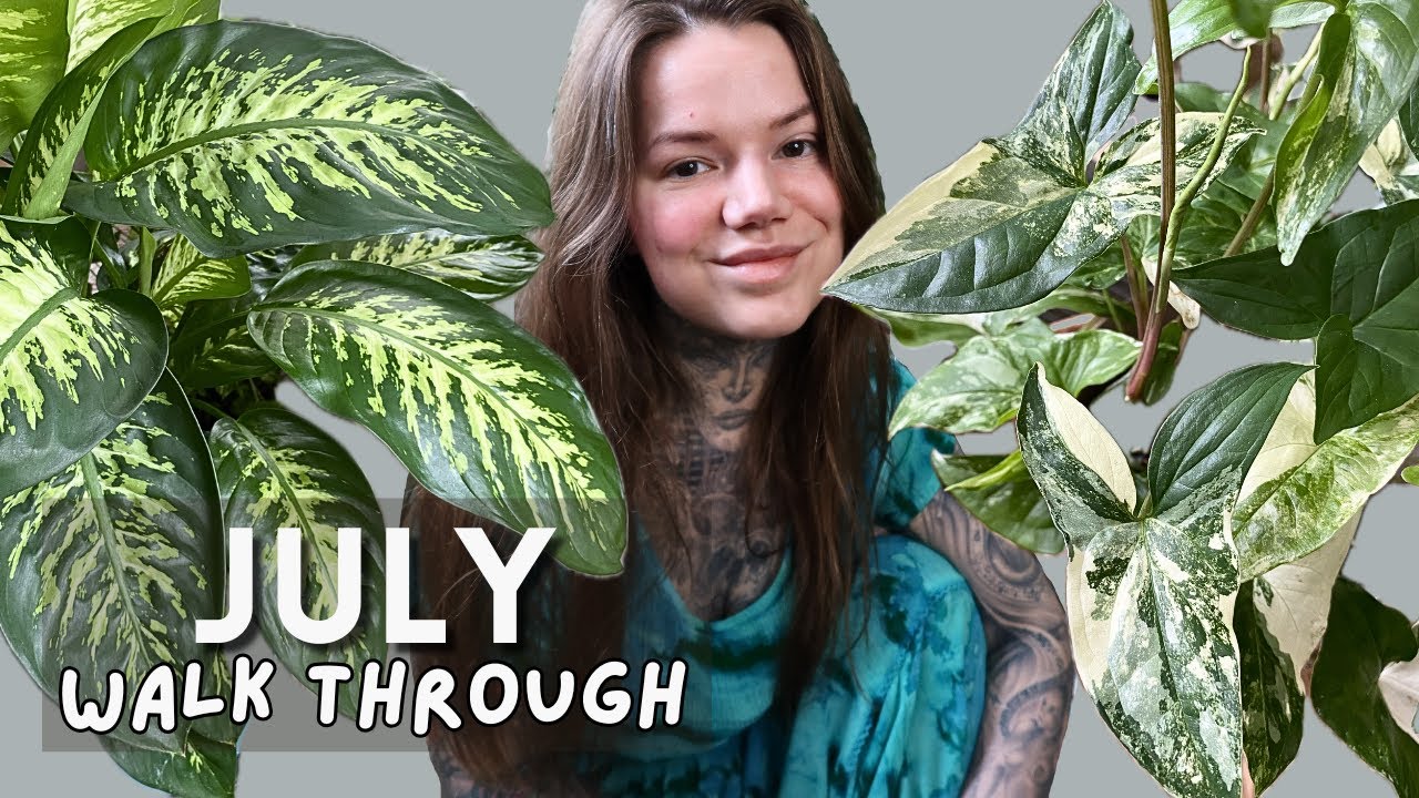 WALK THROUGH My HOUSEPLANT Collection July 2025