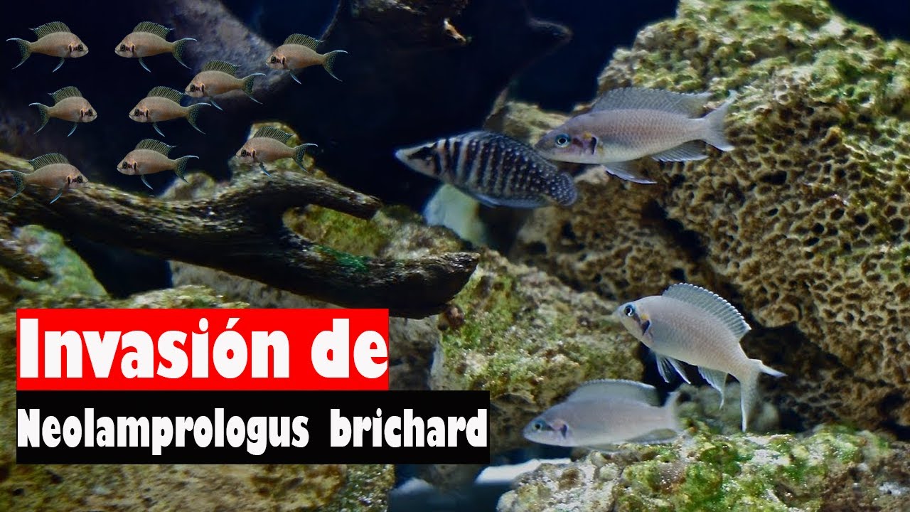 Neolamprologus brichardi una especie invasiva