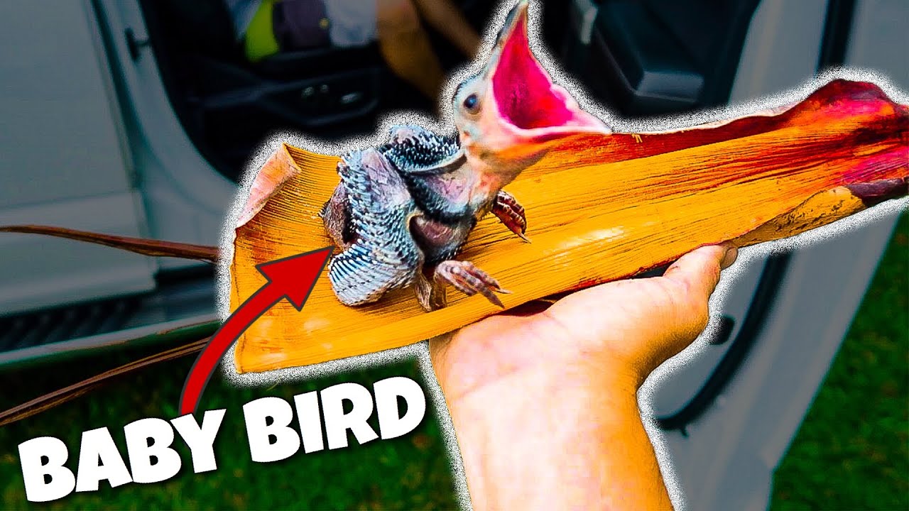 RESCUING Baby Bird while FISHING?!