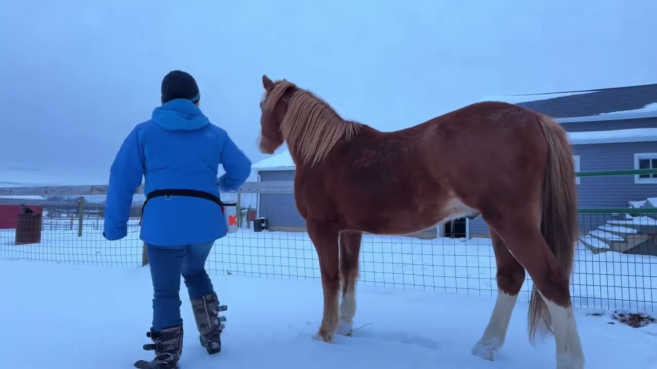 Snowy Mustang Session 