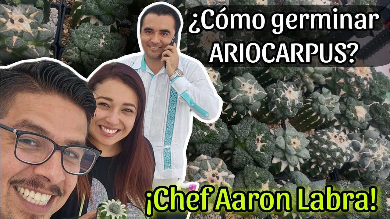 COMO GERMINAR ARIOCARPUS CON AARON LABRA