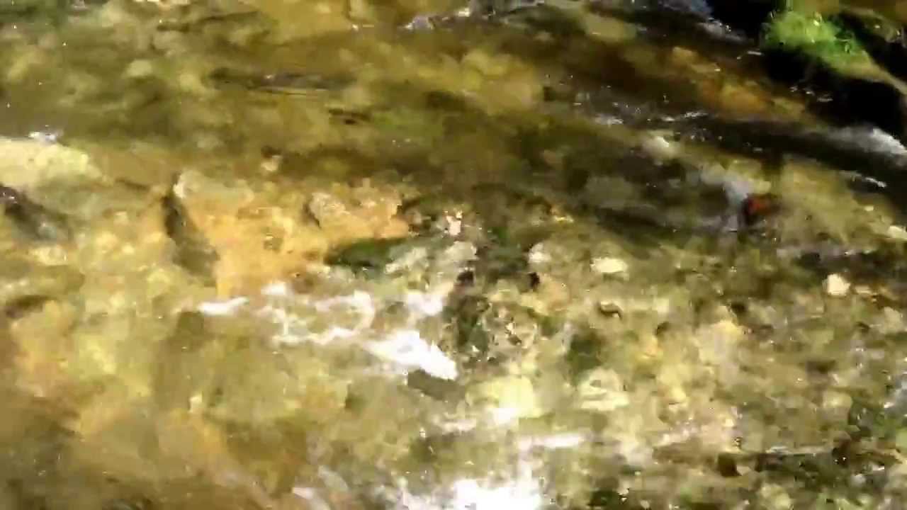 Owen Sound Salmon Tour - Sydenham River, Inglis Falls