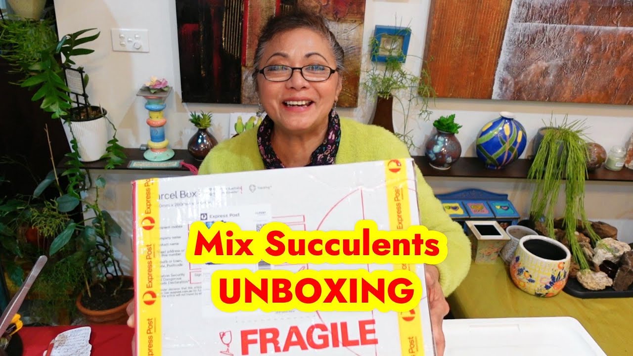 Happy Succulent PLANT HAUL | Plant & Be Merry