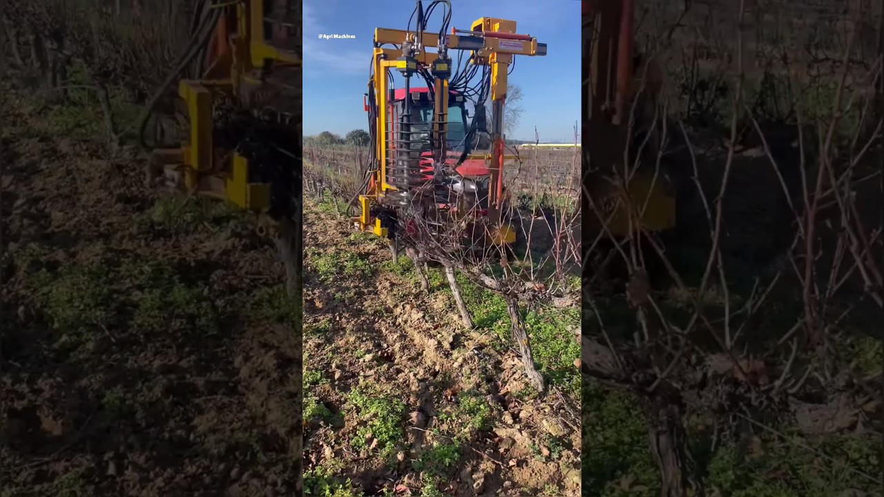 Pre Pruner With Wire Cleaner | Pruning Season 2024 in France | Made By CELLIER BOISSET France |