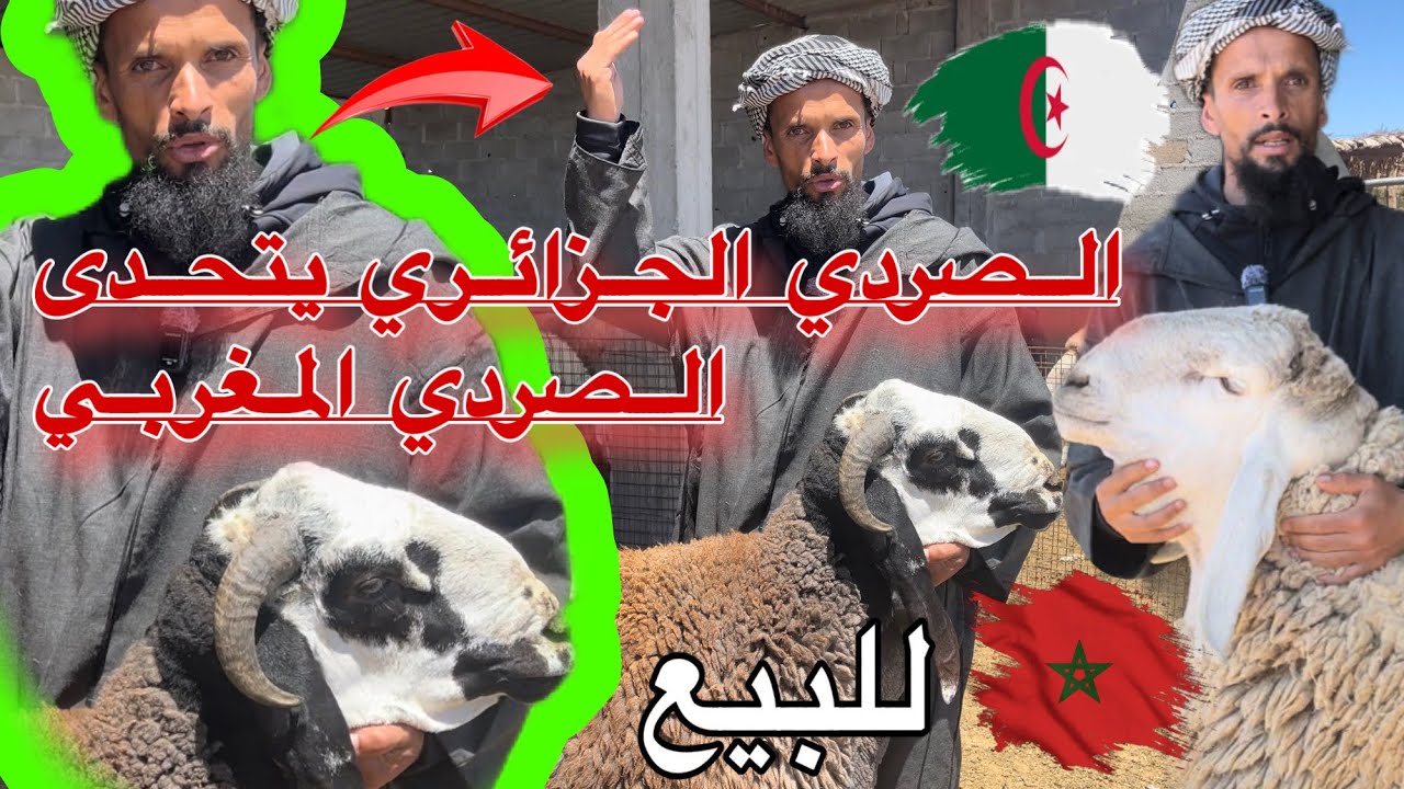 كباش الصردي الجزائرية العملاقة الأصيلة و أسرارها في تحدي الكبار  مع المربي خالد ميموني وكشف المستور🔥