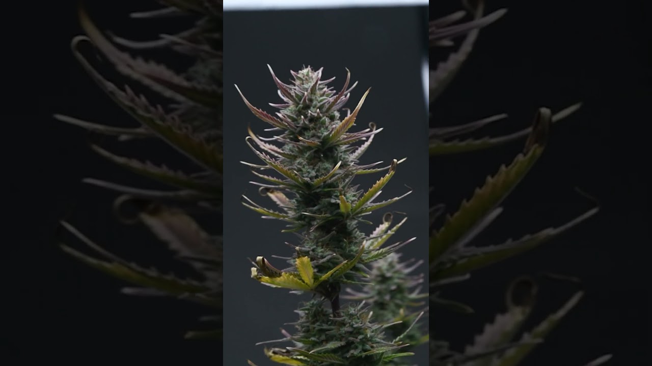 First Auto Grow Creamatic RQS