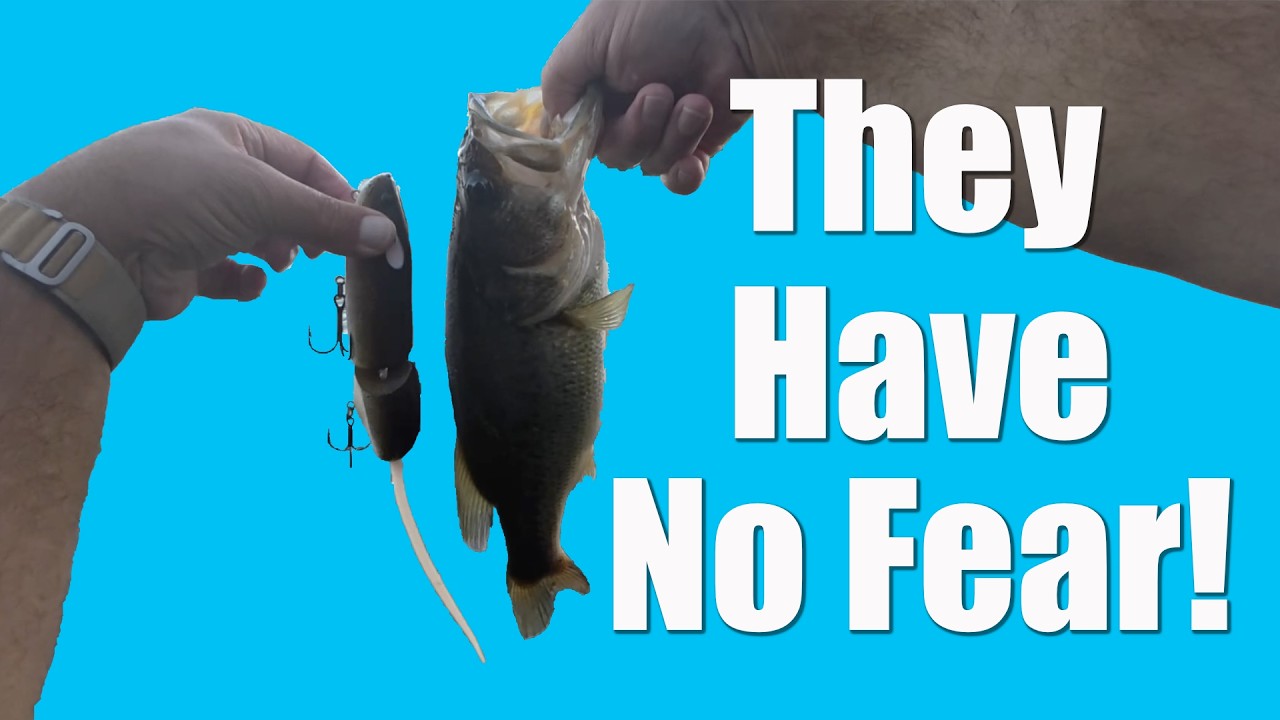 Surprising Catches on the Combat Rat! They Have No Fear!