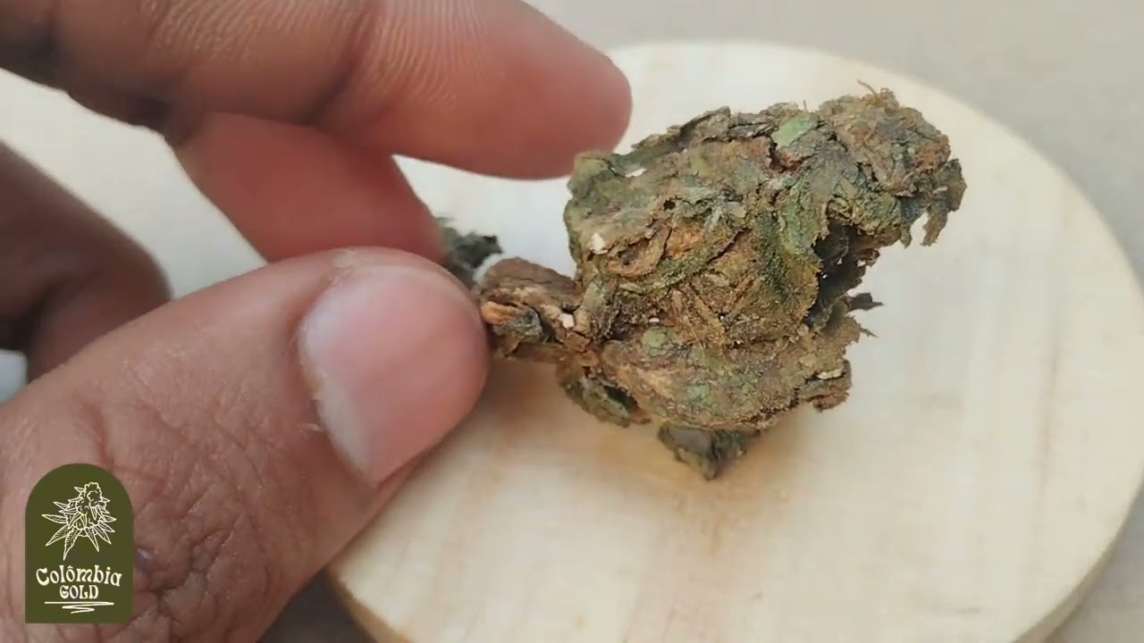 POR QUE EU CULTIVO COL&Ocirc;MBIA GOLD?