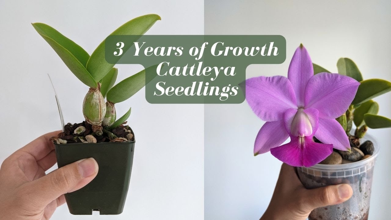 7 Cattleya Seedling Orchids After 3 Years of Growth | Before & After - SVO Haul '21- '24