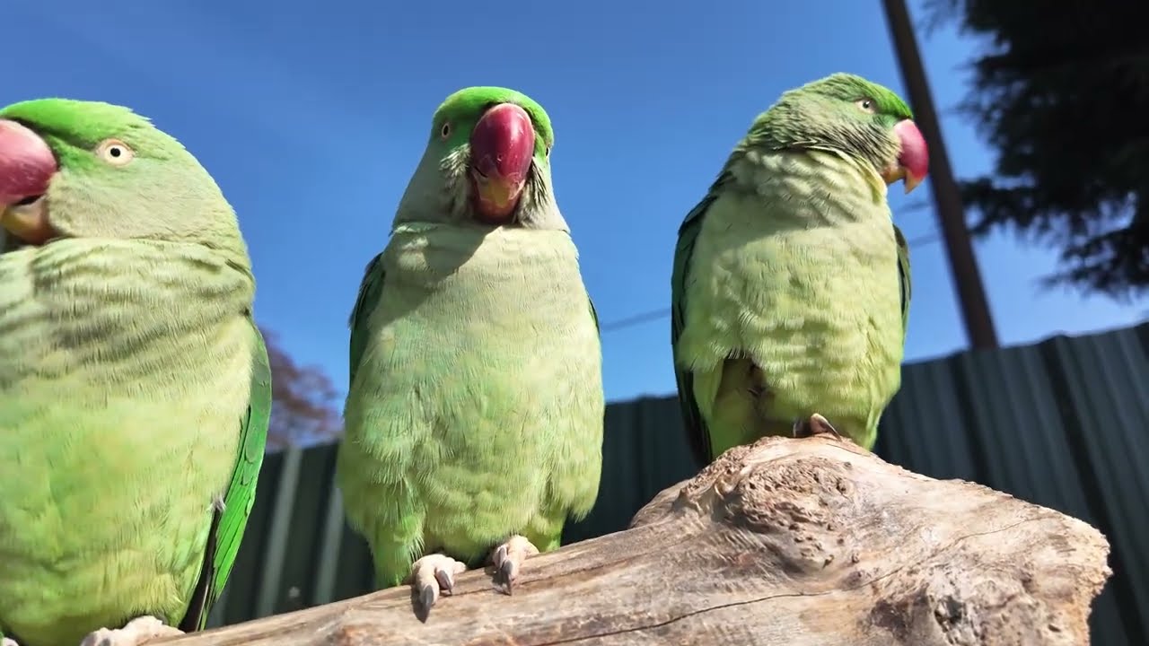 Tropical Birdland Park Uk ! Macaw parrot! Cute parrot in uk birdland park ! Cheeky parrots