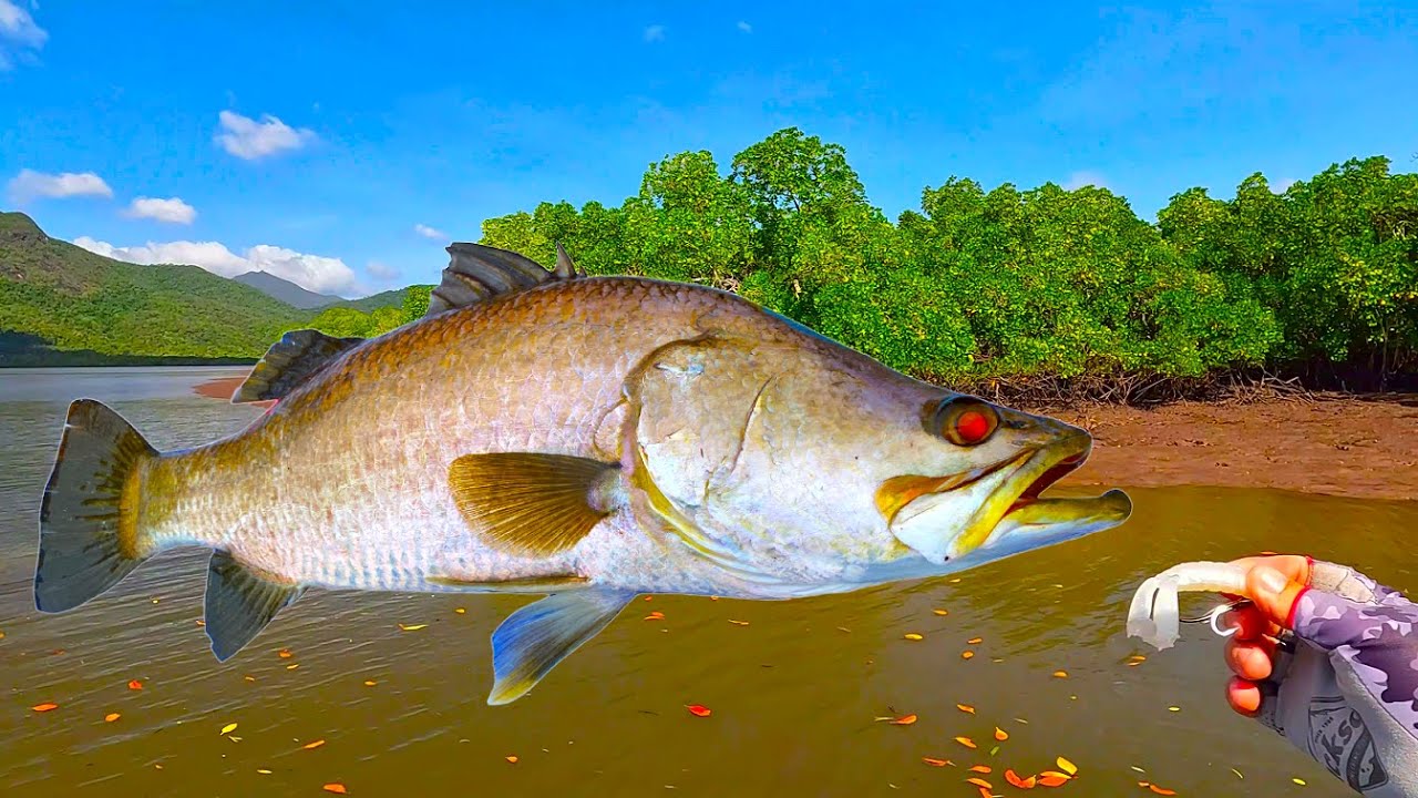 Catching Barramundi on Topwater... how to 'Trigger' a Reaction Bite