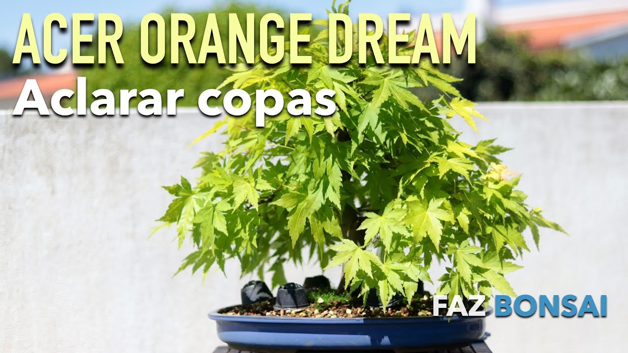 Acer Orange Dream - Aclarar copas