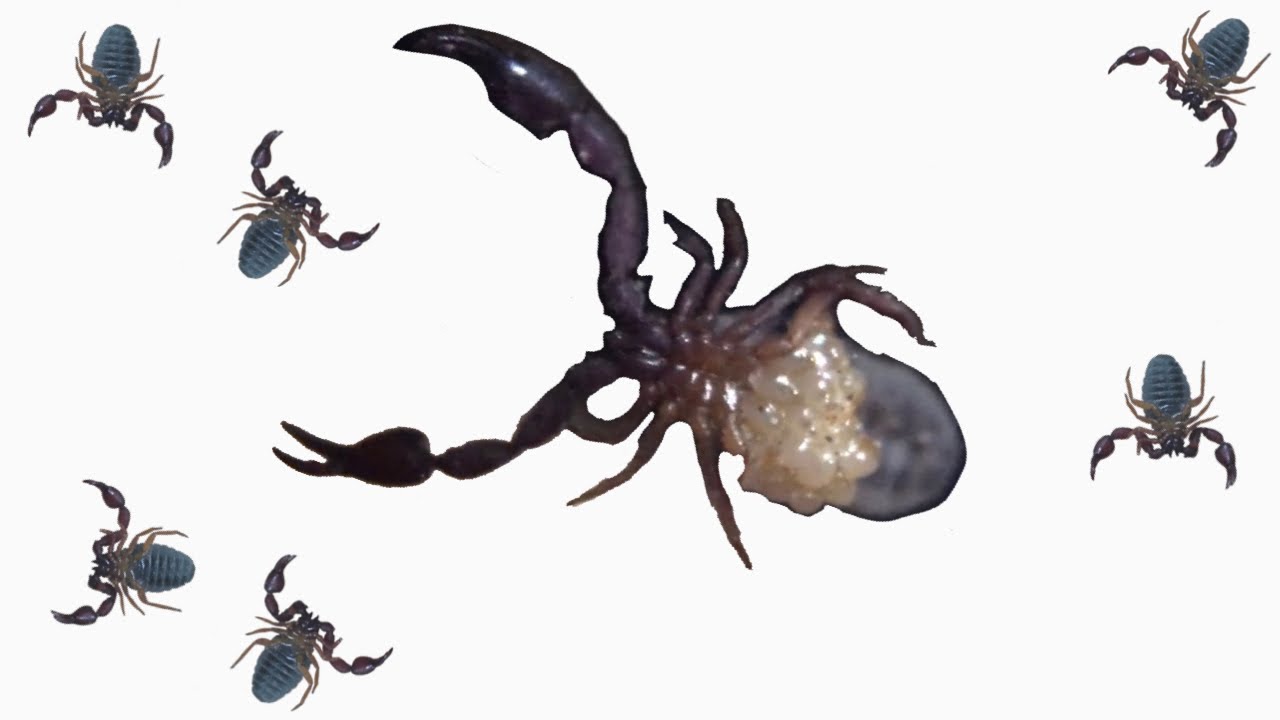 Keeping and Breeding Pseudoscorpions: Dinocheirus arizonensis