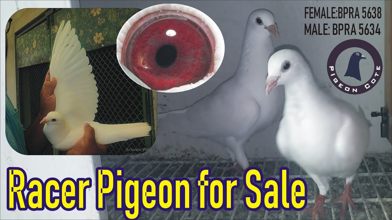 White Racer Pigeon Pair For Sale | Pigeon Cote | By Waleed Alam