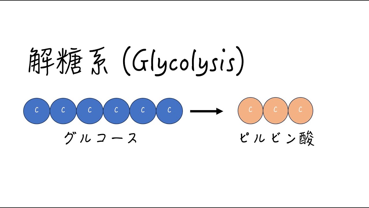 解糖系(Glycolysis)