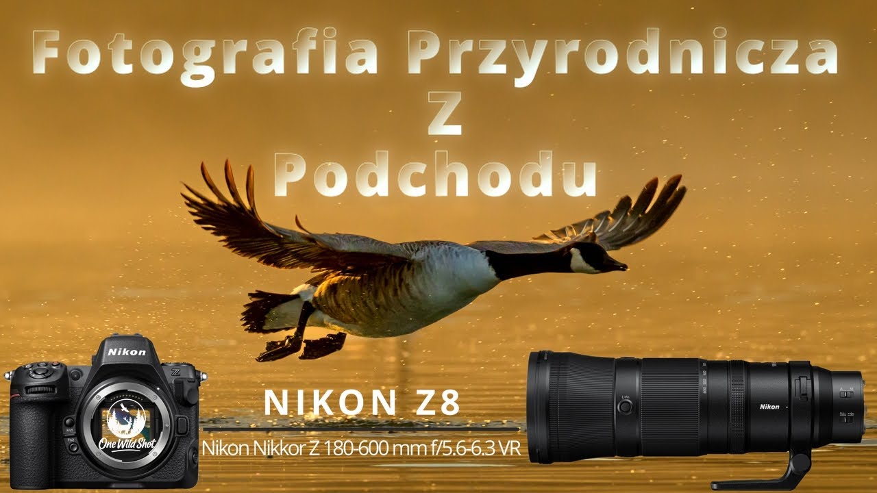 Poranek z ptakami – fotografia przyrodnicza z podchodu #nikon