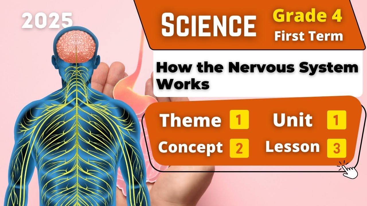 How the Nervous System Works | Grade 4 | Unit 1 - Concept 2 - Lesson 3 | Science