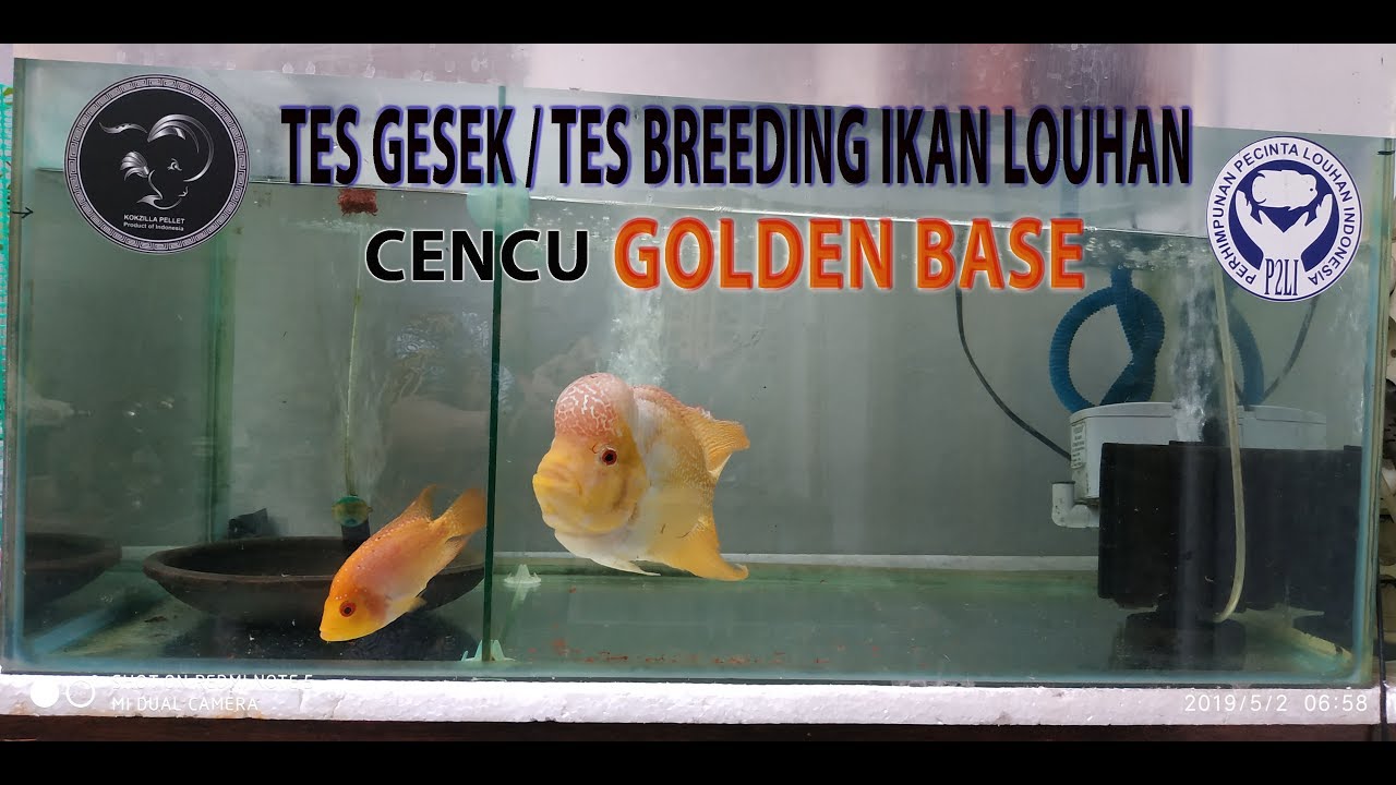 TES GESEK / TES BREED IKAN LOUHAN 
