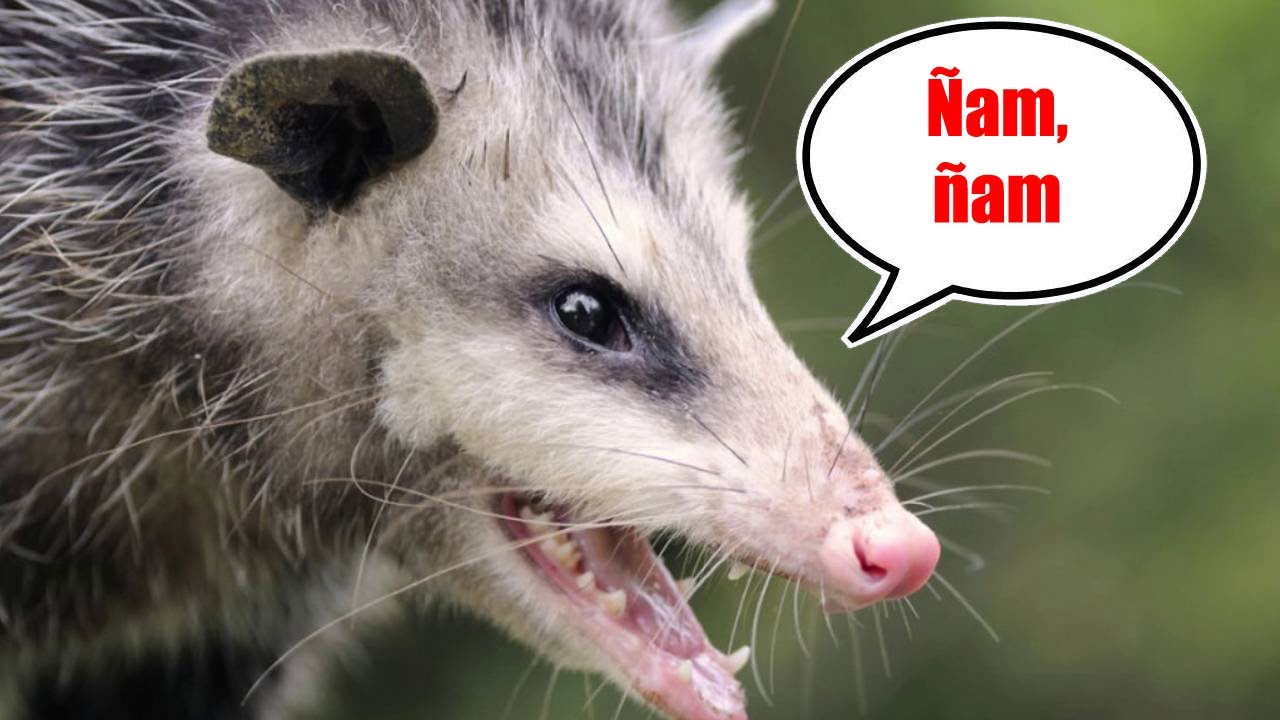 &iquest;Qu&eacute; comen los Tlacuaches o Zarig&uuml;eyas? #tlacuaches #alimentaci&oacute;nanimal