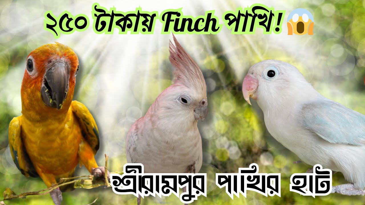 ২৫০ টাকায় Finch পাখি! 😱 | Serampore Pet Market | Kolkata Bird Market