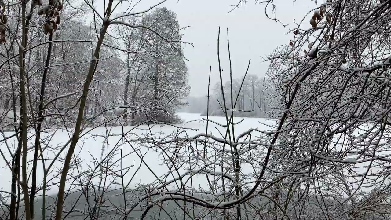 4K Winter Wonderland - Falling Snow & Peaceful Nature Ambience!