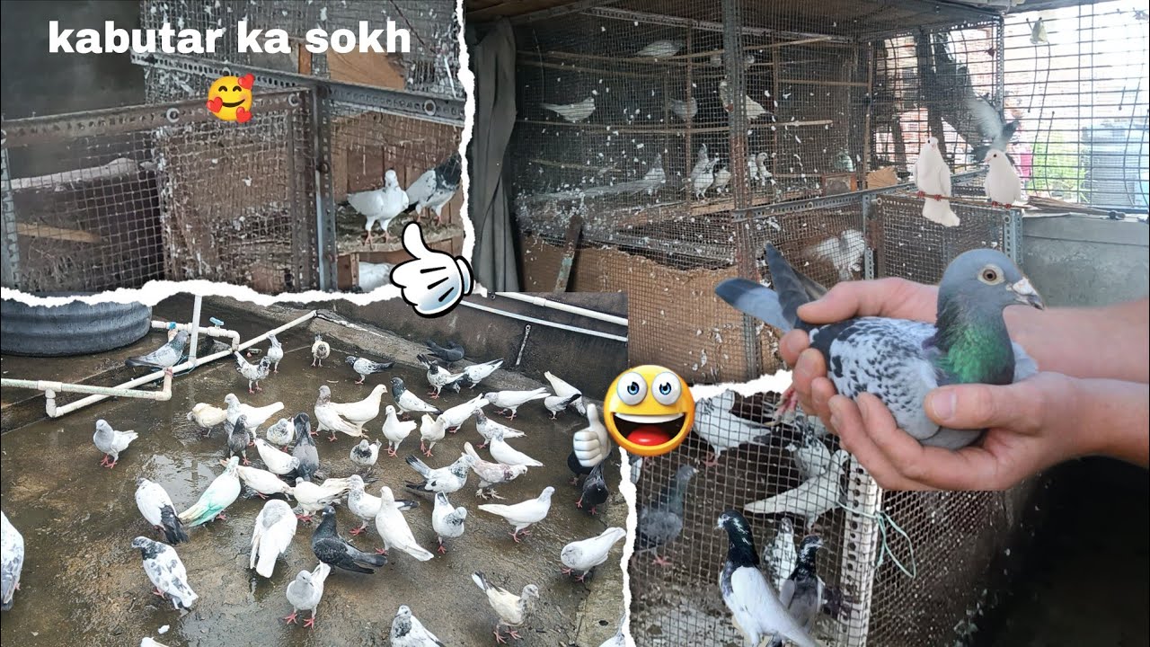 Dost ke kabutar ka sokh 💯🙌🏻🥰